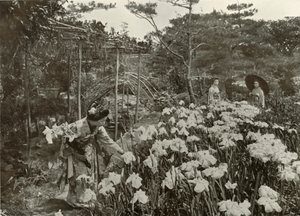 Bir İris Bahçesinde, 1910. by Herbert Ponting