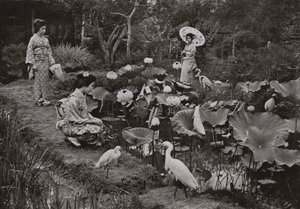 Lotus Bahçesinde (s/b fotoğraf) by Herbert Ponting