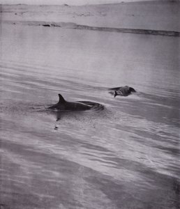 "Her tarafta katil balinalar" (s/b fotoğraf) by Herbert Ponting