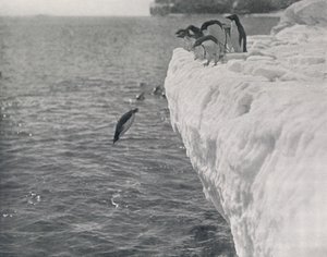 Penguenler Dalışı, c1911, 1913 by Herbert Ponting