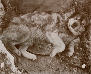 Stareek Temaruz, c19101913, 1913 by Herbert Ponting
