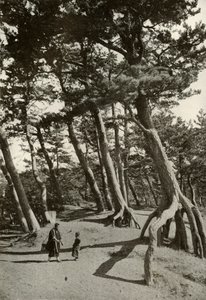 Shizu-Ura'nın Çamları, 1910. by Herbert Ponting