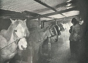 Kışın Ahırlar, c19101911, 1913 by Herbert Ponting