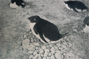 Bu Penguenin Çalışkan Bir Arkadaşı Var, c1911, 1913 by Herbert Ponting