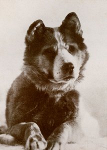 Vida, s.19101913, 1913. by Herbert Ponting