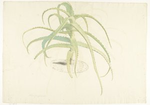 Aloe yaprakları