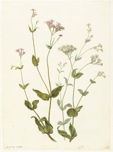 Mesane Senna ve Yapışkan Catchfly Rode en witte Viscaria of pekanjer