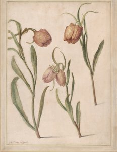 Üç Fritillary Çalışması, 1683.