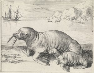 Spitsbergen yakınlarındaki Mors