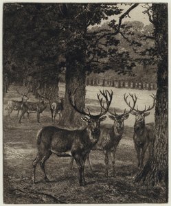 Windsor Park'ta Geyik (gravür) by Heywood (after) Hardy