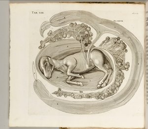 Rahimdeki Bir Hayvan, 1738 by Hieronymus Fabricius ab Aquapendente