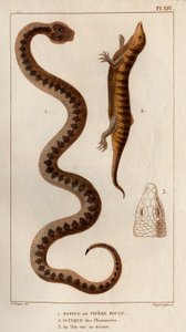 Aesping veya Red Vipere, eczanelerden Skink, başı yukarıda görülüyor.” Fauna des Mdecins veya hayvanların tarihi ve Hippolyte Cloquet tarafından ürünleri” - Cilt 6 - 1825. by Hippolyte Cloquet