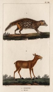 Civet ve Misk.” “Fauna des Mdecins veya Hippolyte Cloquet tarafından hayvanların ve ürünlerinin tarihi” - Cilt 6 - 1825. by Hippolyte Cloquet