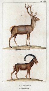 Ortak geyik ve dağ keçisi.” “Fauna des Mdecins veya hayvanların tarihi ve Hippolyte Cloquet tarafından üretilen ürünler” - Cilt 6 - 1825.