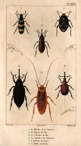 Hindiba Mylabra, Bezelye Böceği, Buğday Izgarası, Avuç İçi Izgarası, Hitch Bacchus, Doğu Hamamböceği “”Doktorların Faunası veya Hayvanların Tarihi ve Hippolyte Cloquet Tarafından Ürünleri” - Cilt 6 - 1825. by Hippolyte Cloquet