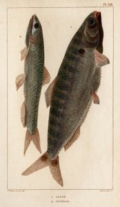 Shad ve Hamsi.” “Fauna des Mdecins veya hayvanların tarihi ve Hippolyte Cloquet tarafından ürünleri” - Cilt 6 - 1825. by Hippolyte Cloquet