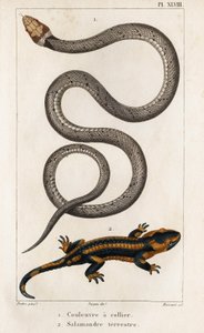 Yakalı Yılan, Kara Semenderi.” “Fauna des Médecins veya Hayvanların Tarihi ve Hippolyte Cloquet tarafından Ürünleri” - Cilt 6 - 1825.