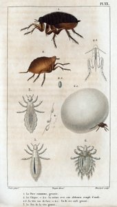 The Common Chic, Pou.” Fauna des Médecins veya hayvanların tarihi ve Hippolyte Cloquet tarafından ürünleri” - Cilt 6 - 1825. by Hippolyte Cloquet