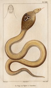 Naja ya da engerekte gözlük var.” “Fauna des Mdecins ya da hayvanların tarihi ve Hippolyte Cloquet tarafından üretilen ürünler” - Cilt 6 - 1825. by Hippolyte Cloquet