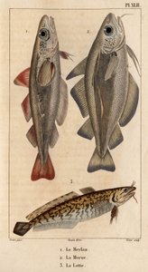 Mezgit, morina ve burbot.” Fauna des Mdecins veya hayvanların tarihi ve Hippolyte Cloquet tarafından ürünleri” - Cilt 6 - 1825.