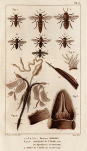 Çeşitli arılar.” “Fauna des Mdecins veya hayvanların tarihi ve Hippolyte Cloquet tarafından üretilen ürünler” - Cilt 6 - 1825. by Hippolyte Cloquet