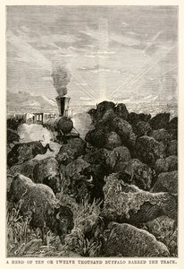 On ya da on iki bin bufalo sürüsü, Jules Verne (1828-1905) tarafından Seksen Günde Devri Alem