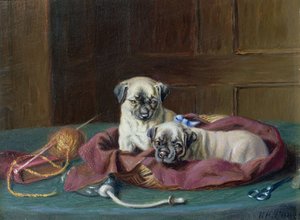 Sepette Pug Yavruları (panel)