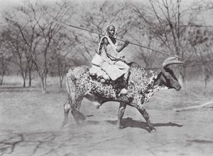Afrika: Aulad Hamid öküz sürücüsü (b/w fotoğraf) by Hugo Adolf Bernatzik