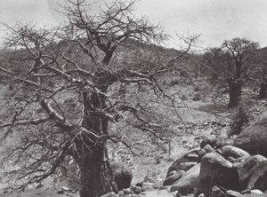 Afrika: Baobab ağacı, Dar Nuba (b/w fotoğraf) by Hugo Adolf Bernatzik
