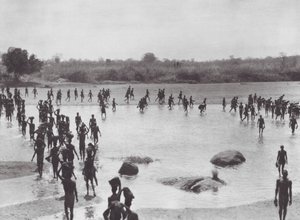 Afrika: Morus Amadi yakınlarında bir köprü inşa ediyor (b/w fotoğraf) by Hugo Adolf Bernatzik
