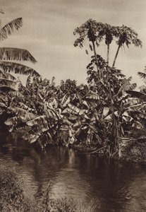 Meksika: Muzlar ve papayalar, Vera Cruz Eyaleti (b/w fotoğraf) by Hugo Brehme