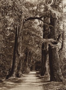 Meksika: Başkent Mejico, Chapultepec Parkı, Alameda de los Filosofos (b/w fotoğraf) by Hugo Brehme