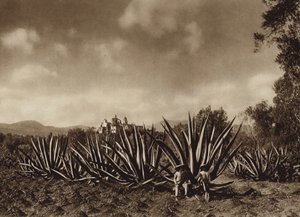 Meksika: Agave tarlaları ile Tepepam çevresi (b/w fotoğraf) by Hugo Brehme