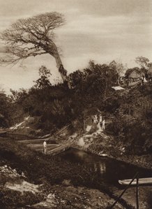 Meksika: Ceiba ağacı ile nehir panoraması, Vera Cruz Eyaleti (b/w fotoğraf) by Hugo Brehme