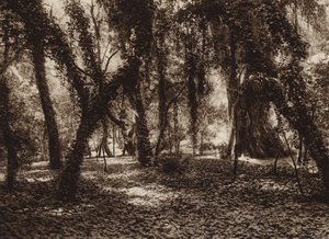 Meksika: Chapultepec parkında pastoral bir yer (b/w fotoğraf) by Hugo Brehme