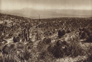 Meksika: Sierra de Tehuacan, Ön kısımda "Echinocactus grandis" (b/w fotoğraf) by Hugo Brehme