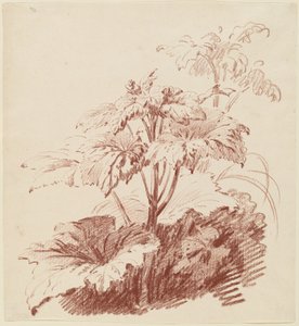 Tomurcuklu Çiçekli Bitki by I Jean Baptiste Hüet