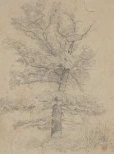 Amerikan Köknar by Ida Weisselberg Hadra