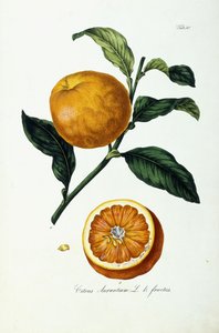 Portakal Meyve, Narenciye by Ignaz (after) Strenzl