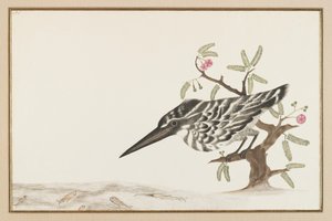 Bir Kingfisher izliyor (kağıt üzerine mürekkep) by Indian School