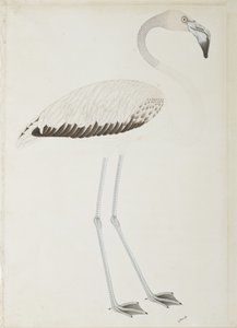 Bir flamingo, c.1780 (kağıt üzerinde opak wc) by Indian School