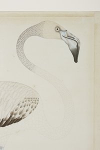 Bir flamingo, detay, c.1780 (kağıt üzerinde opak wc) by Indian School