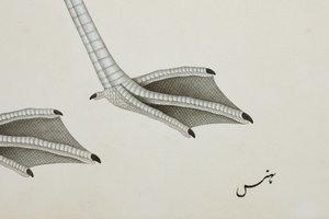 Bir flamingo, detay, c.1780 (kağıt üzerinde opak wc) by Indian School