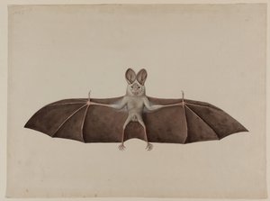 Asyalı Küçük Yanlış Vampir Yarasa, c.1790 by Indian School