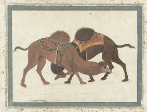 Dövüşen develer, c.1680-1700 by Indian School