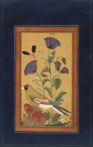 Finch, Poppies, Dragonfly ve Bee, 1650-70 (kağıt üzerinde opak wc ve altın) by Indian School