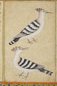 Hoopoes, c.1590 (kağıt üzerinde opak wc ve altın) by Indian School