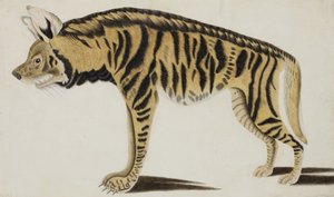 Sırtlan, 1794