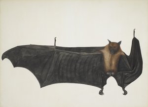 Hint Uçan Tilki, Büyük Hint Meyve Yarasası olarak da bilinir; Pteropus Giganteus, c. 1800 (el renkli gravür) by Indian School
