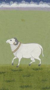 Altın yakalı koç, 1700-1799 by Indian School